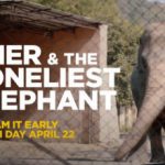 Watch ‘Cher & The Loneliest Elephant’ Documentary Online