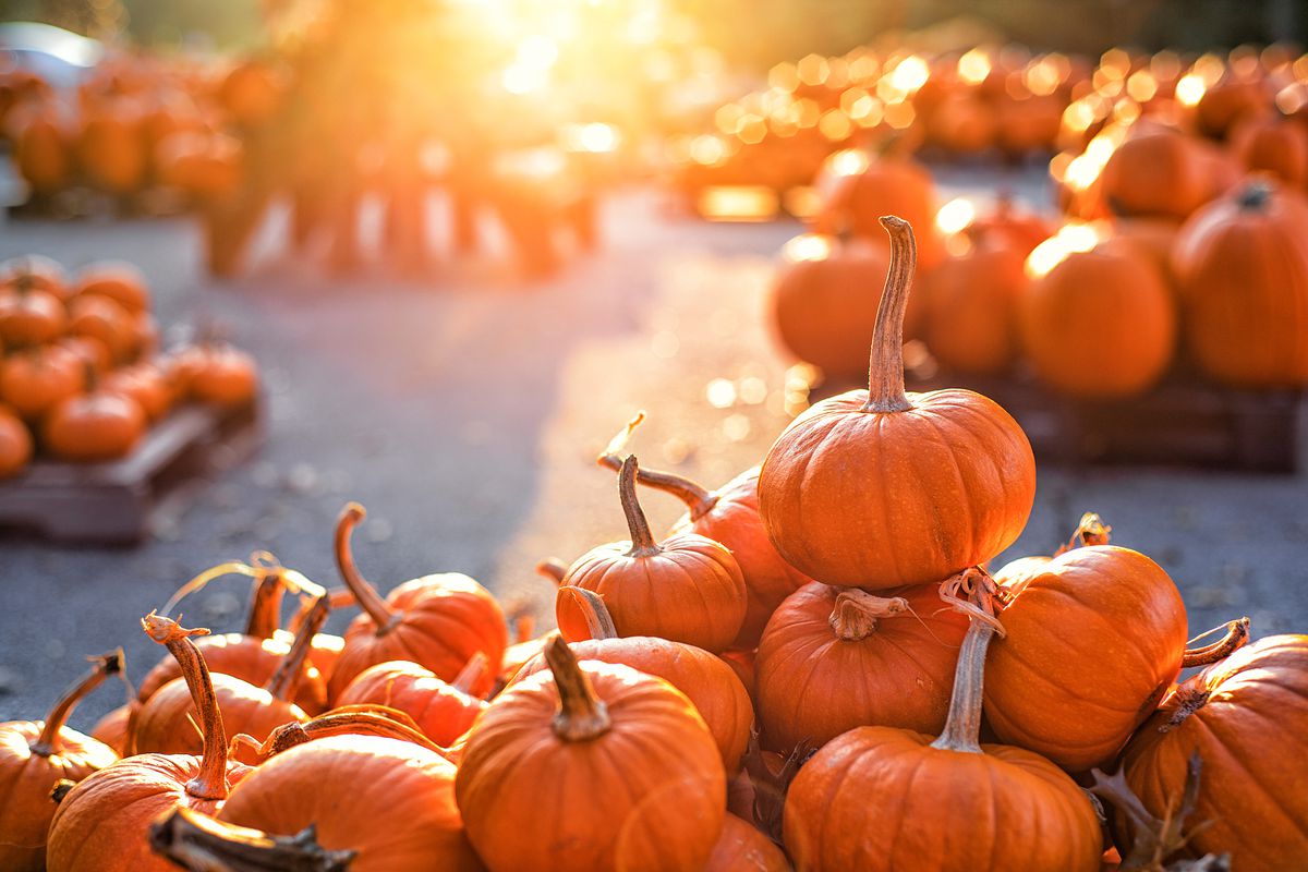 Benefits of Eating Pumpkin And Their Types