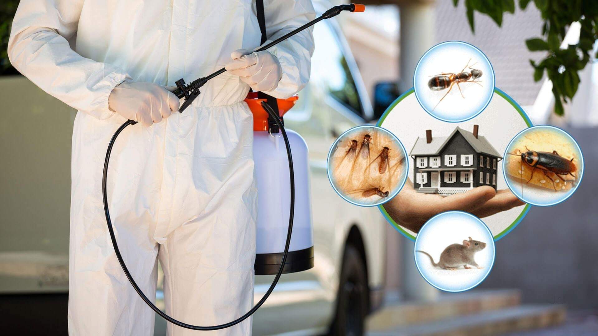 What to Know Before Hiring a Pest Control Company?