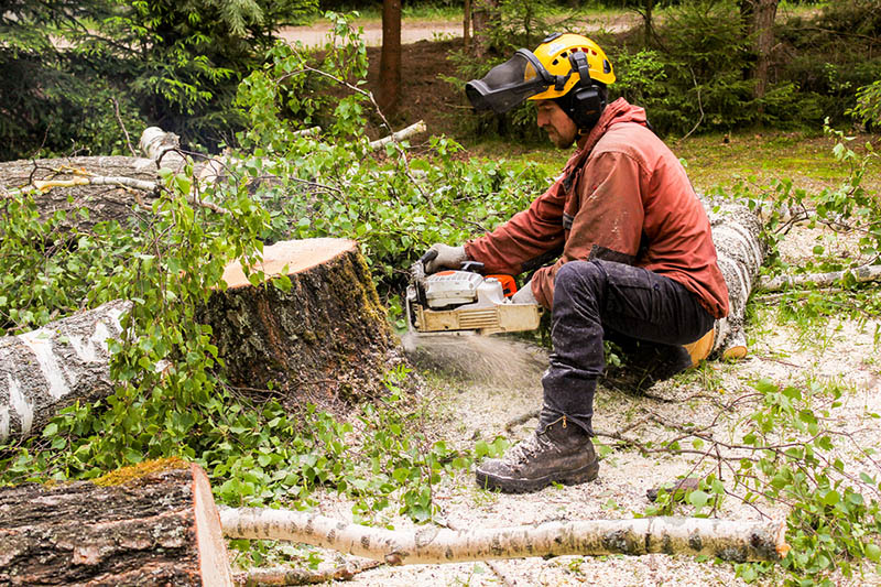 Indicators That You Must Hire The Best Tree Removal Services In Greensboro NC