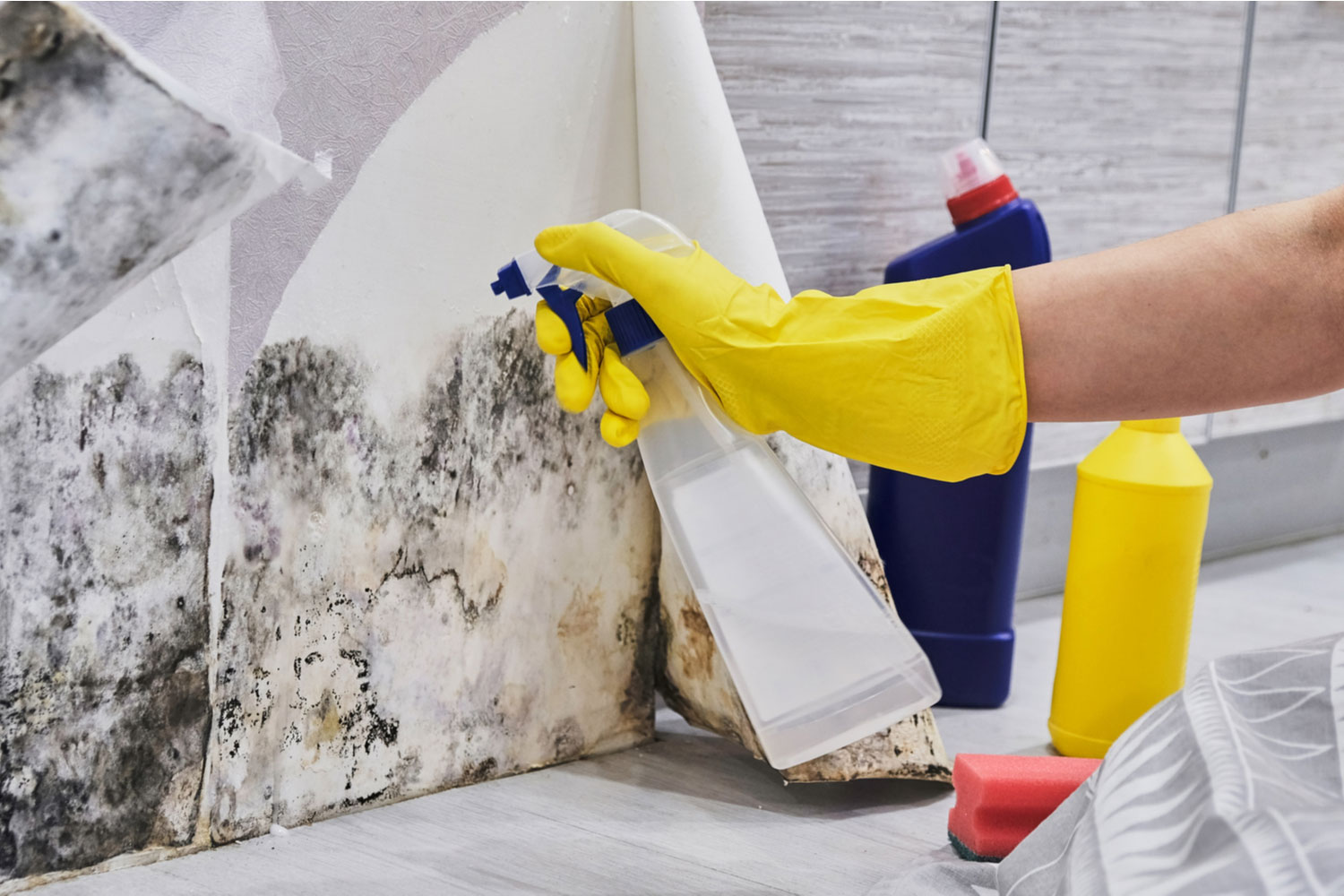 How Do Professionals Remove Mold Odors From Your Basement?
