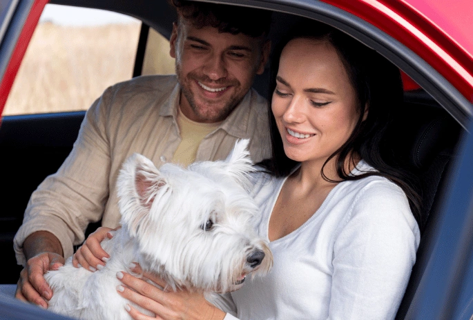pet transport via road